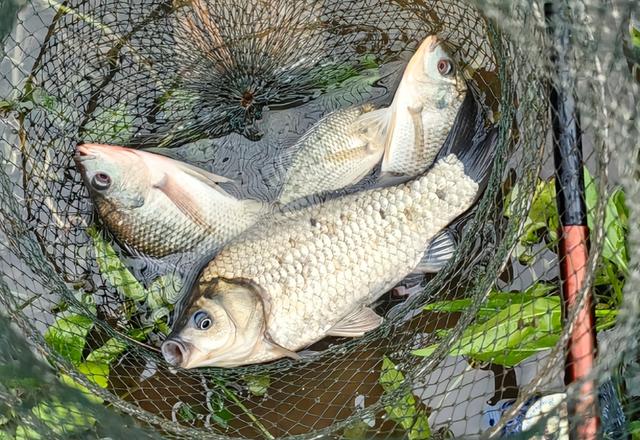 怎么找釣點？懶人找魚法，大鯽魚一找一個準